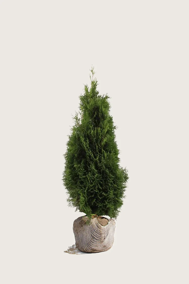 Tuja Holmstrup 60cm Velgrenet | Plantinavia