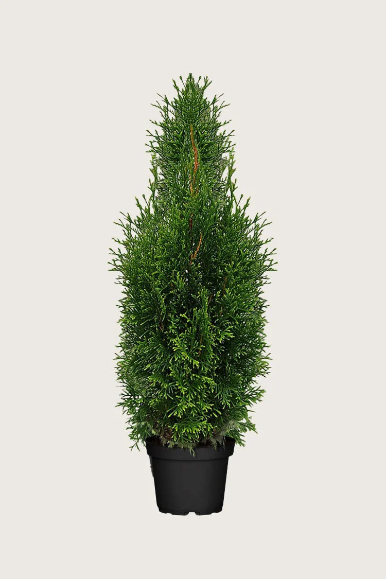 Tuja King of Brabant 125cm Grenet | Plantinavia
