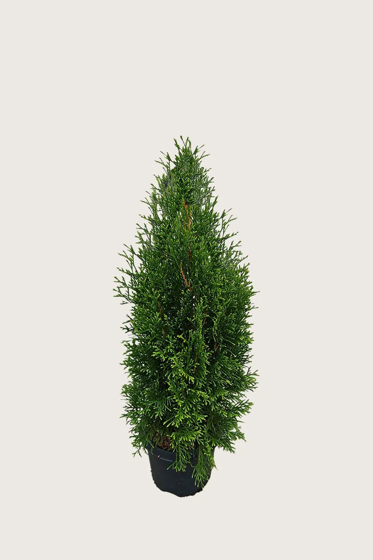 Tuja King of Brabant 80cm Grenet | Plantinavia