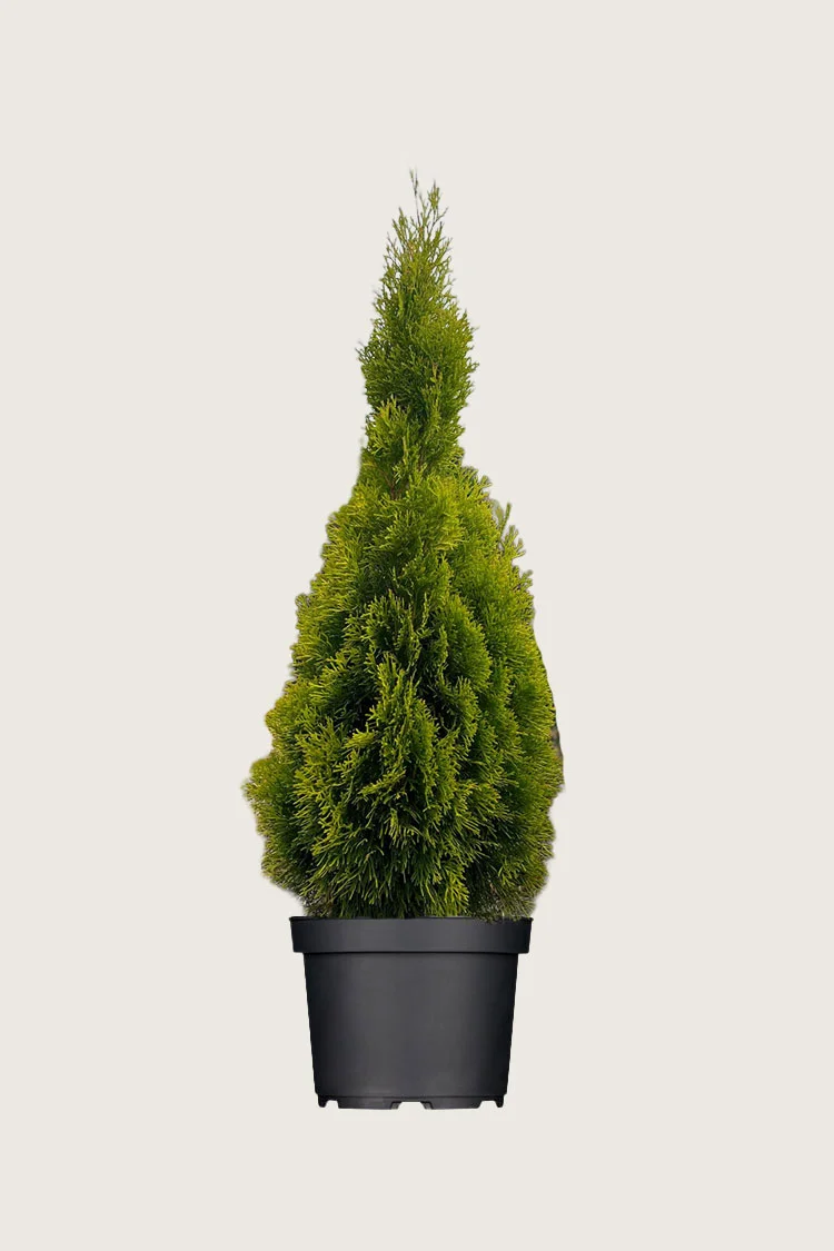 Tuja King of Brabant 175cm Velgrenet | Plantinavia