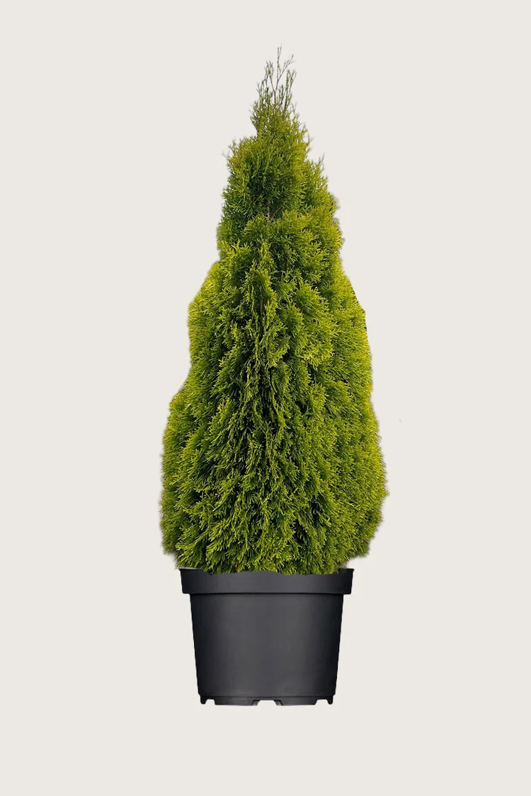 Tuja King of Brabant 225cm Velgrenet | Plantinavia