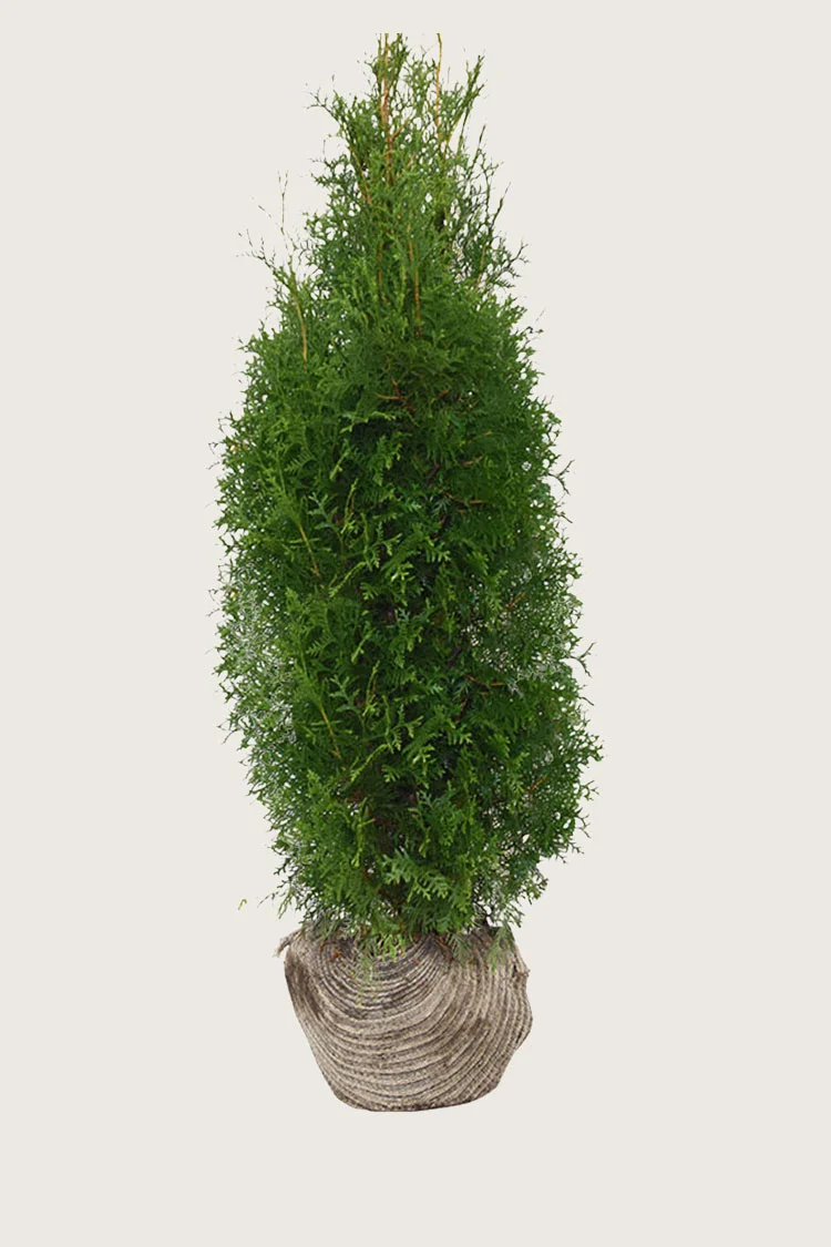 Tuja King of Brabant 250cm Grenet | Plantinavia
