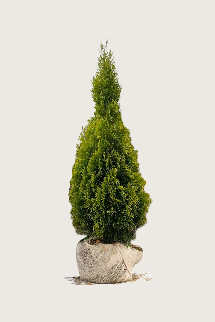 Tuja King of Brabant 100cm Velgrenet | Plantinavia
