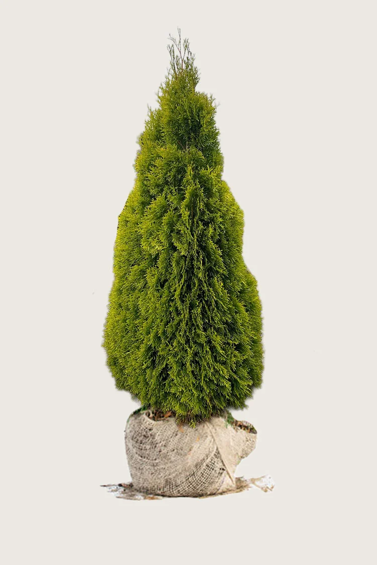 Tuja King of Brabant 200cm Velgrenet | Plantinavia