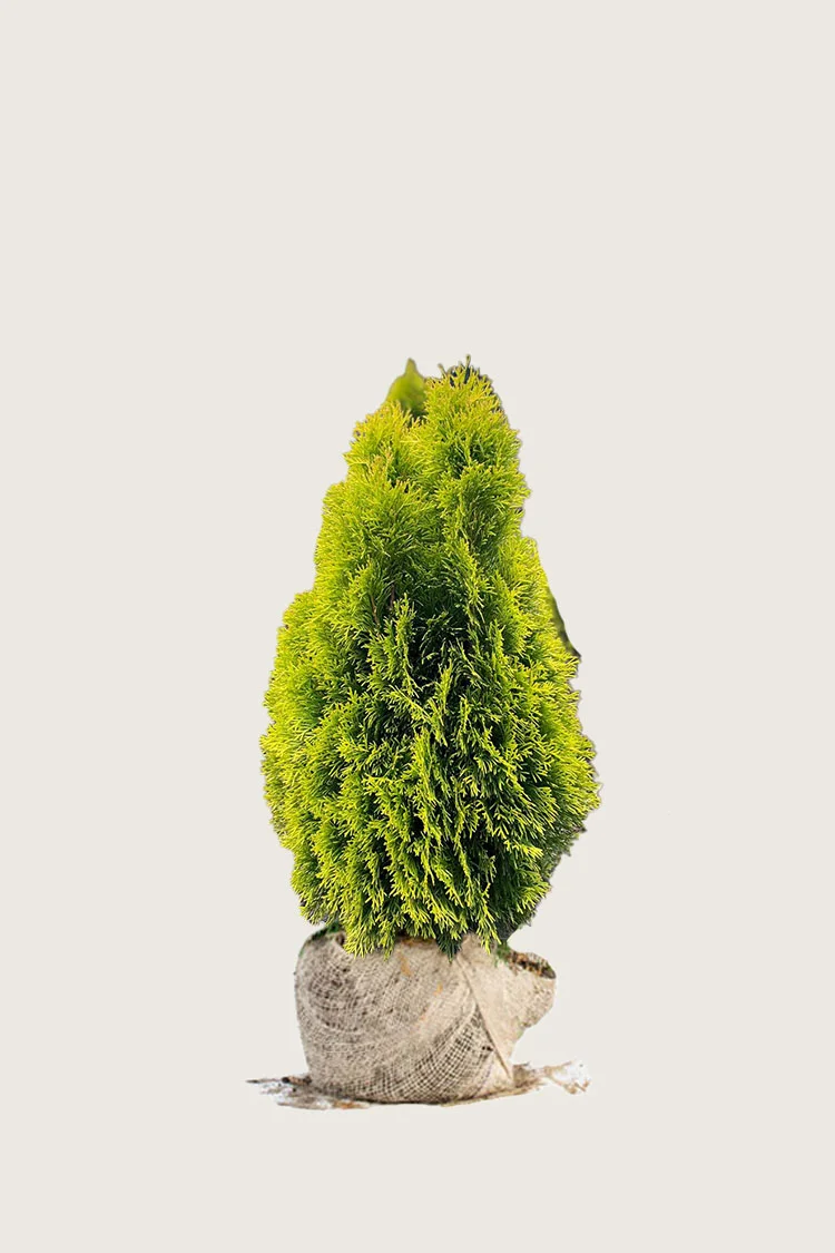 Tuja King of Brabant 60cm Velgrenet | Plantinavia