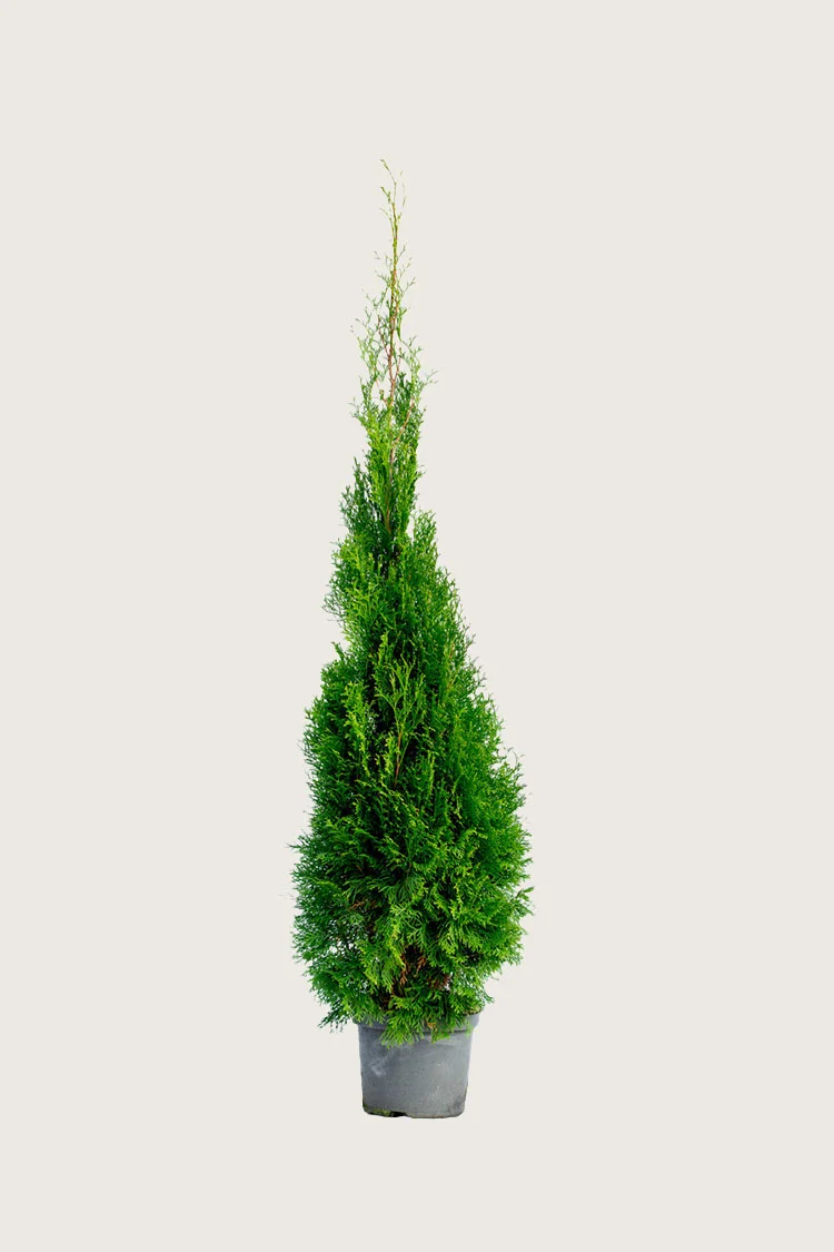 Tuja Smaragd 100cm Velgrenet | Plantinavia