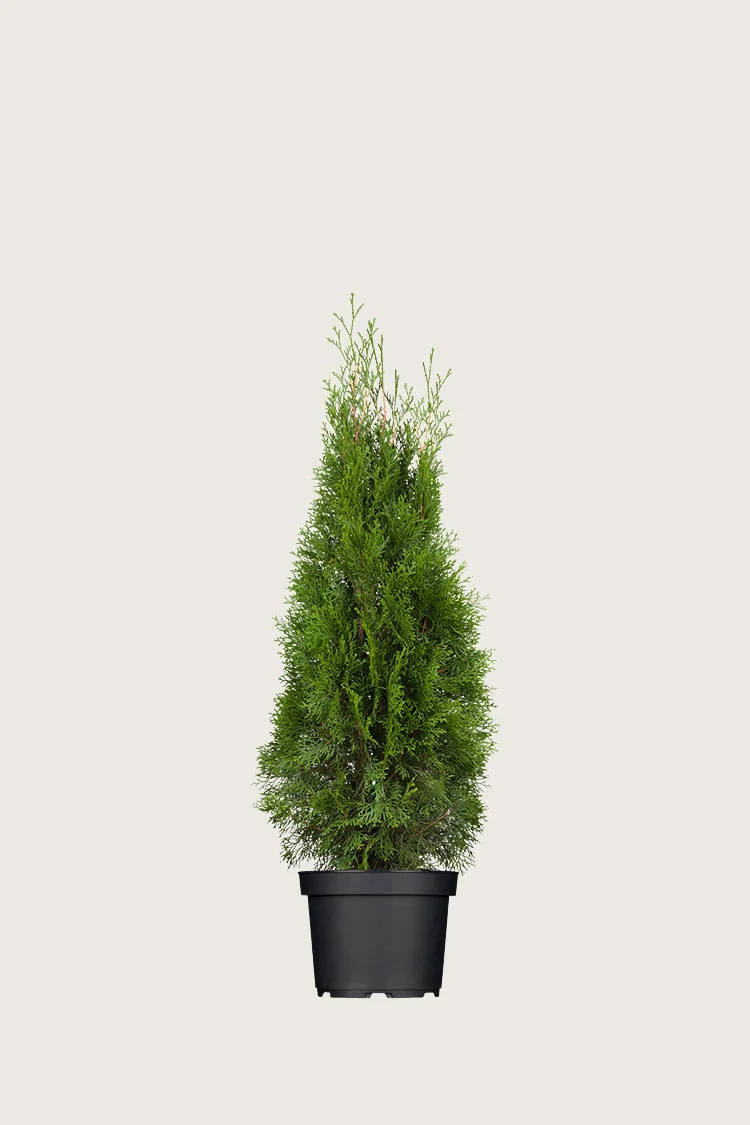 Tuja Smaragd 80cm Velgrenet | Plantinavia