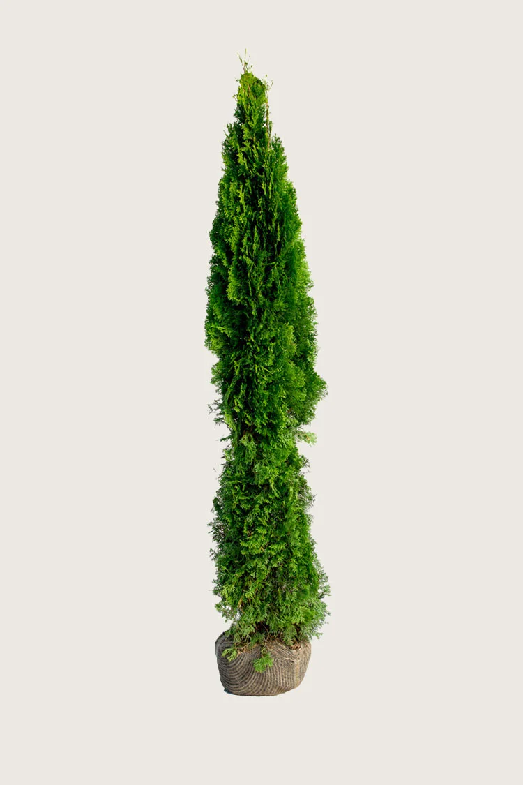 Tuja Smaragd 225cm Grenet | Plantinavia