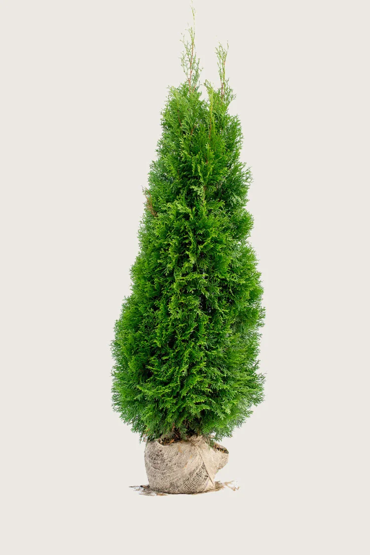 Tuja Smaragd 250cm Velgrenet | Plantinavia