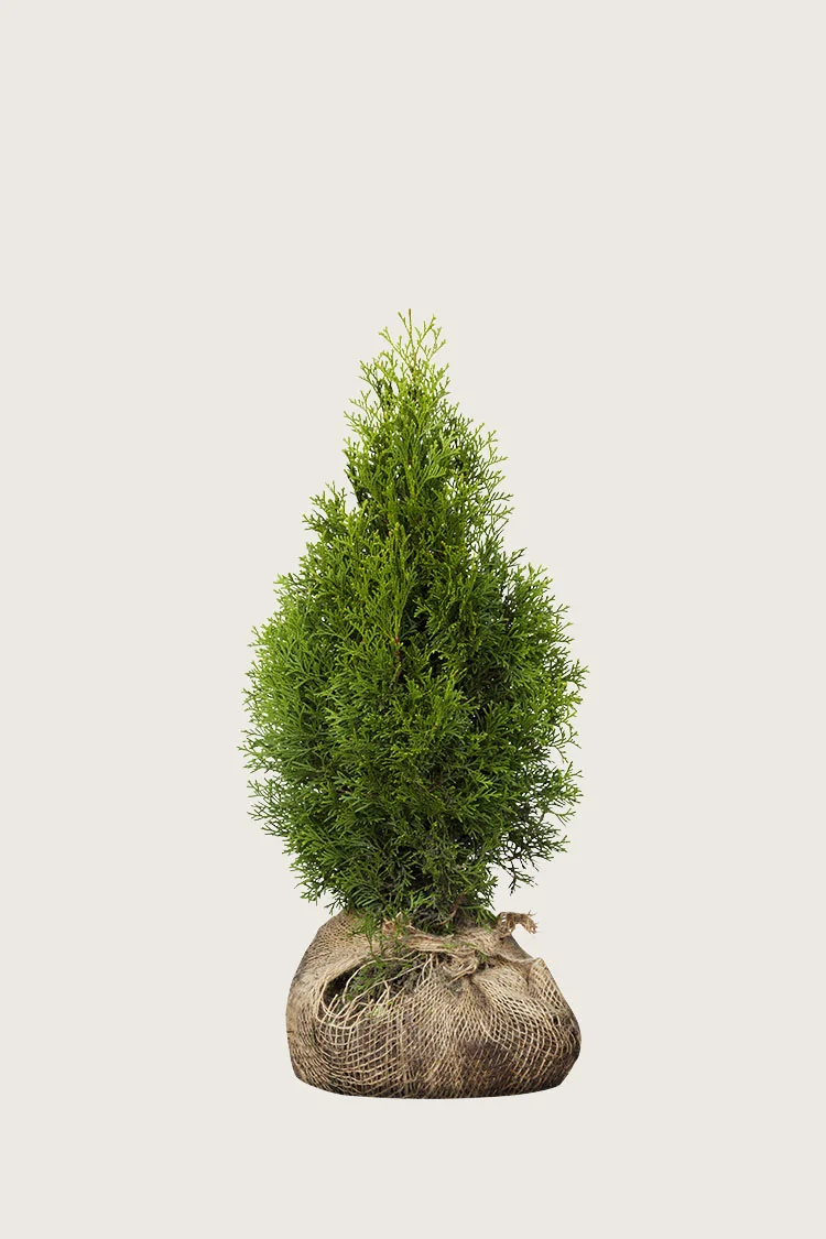 Tuja Smaragd 60cm Velgrenet | Plantinavia