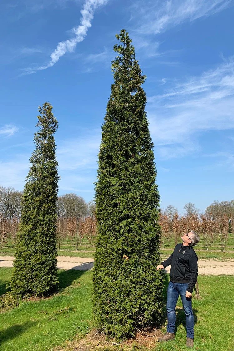 Tuja Smaragd 800cm Velgrenet | Plantinavia