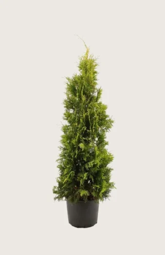 Tuja Yellow Ribbon 125cm Velgrenet | Plantinavia