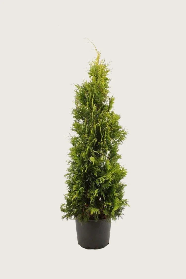 Tuja Yellow Ribbon 175cm Velgrenet | Plantinavia