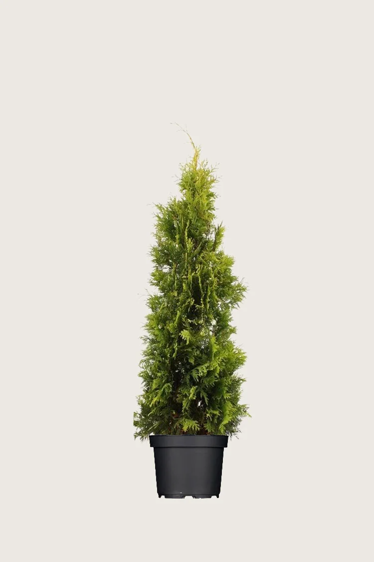 Tuja Yellow Ribbon 80cm Velgrenet | Plantinavia