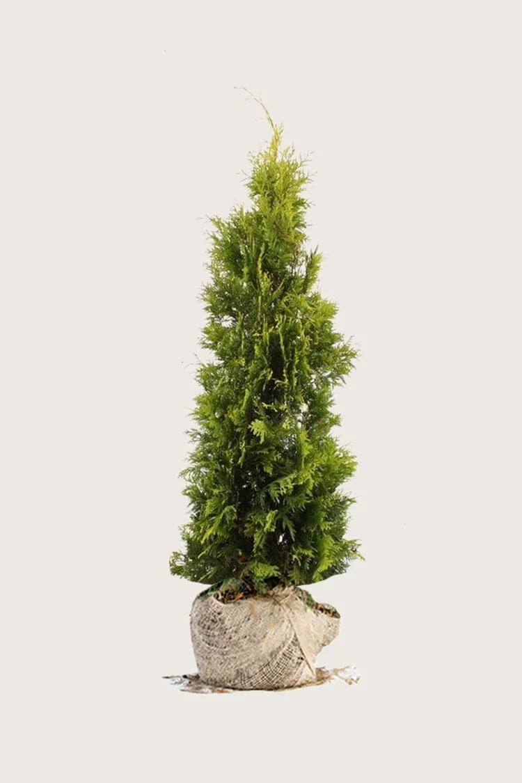 Tuja Yellow Ribbon 150cm Velgrenet | Plantinavia
