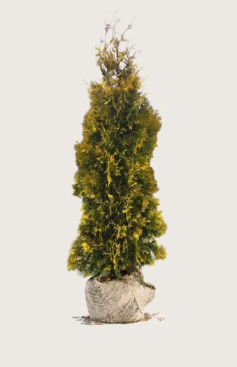 Tuja Yellow Ribbon 250cm Velgrenet | Plantinavia