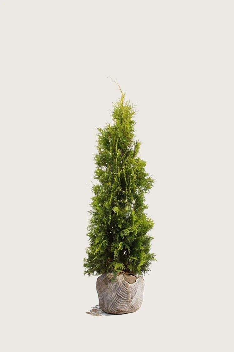 Tuja Yellow Ribbon 80cm Velgrenet | Plantinavia