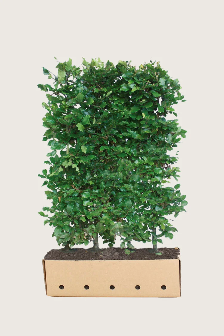 Vanlig bøk 120cm Velgrenet | Plantinavia