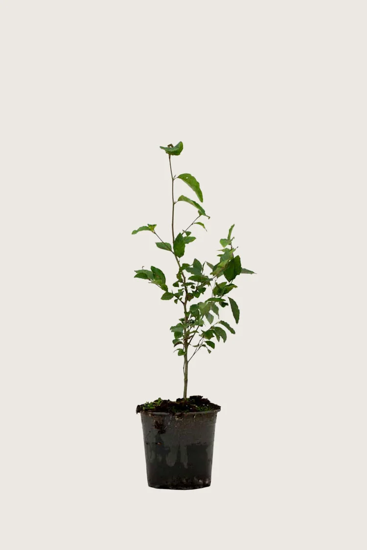 Vanlig bøk | Plantinavia