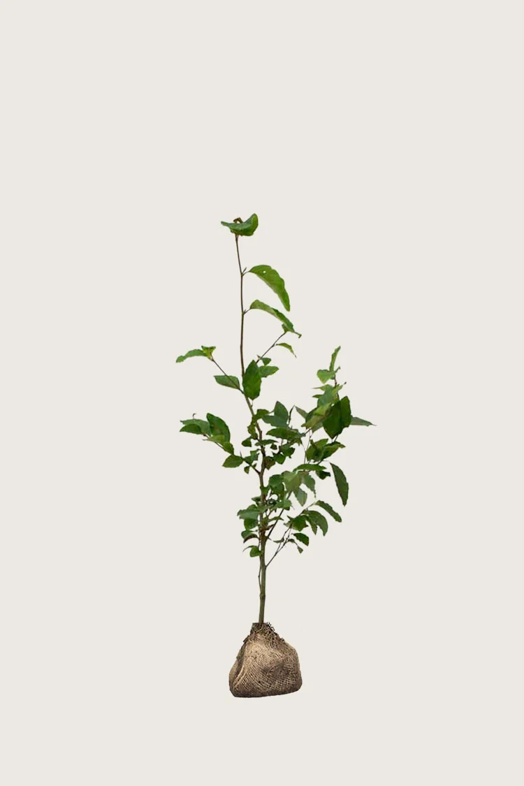 Vanlig bøk | Plantinavia