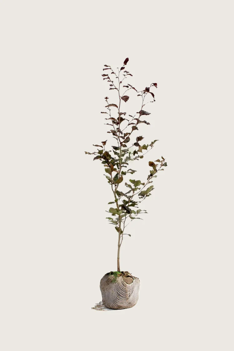Vanlig bøk | Plantinavia