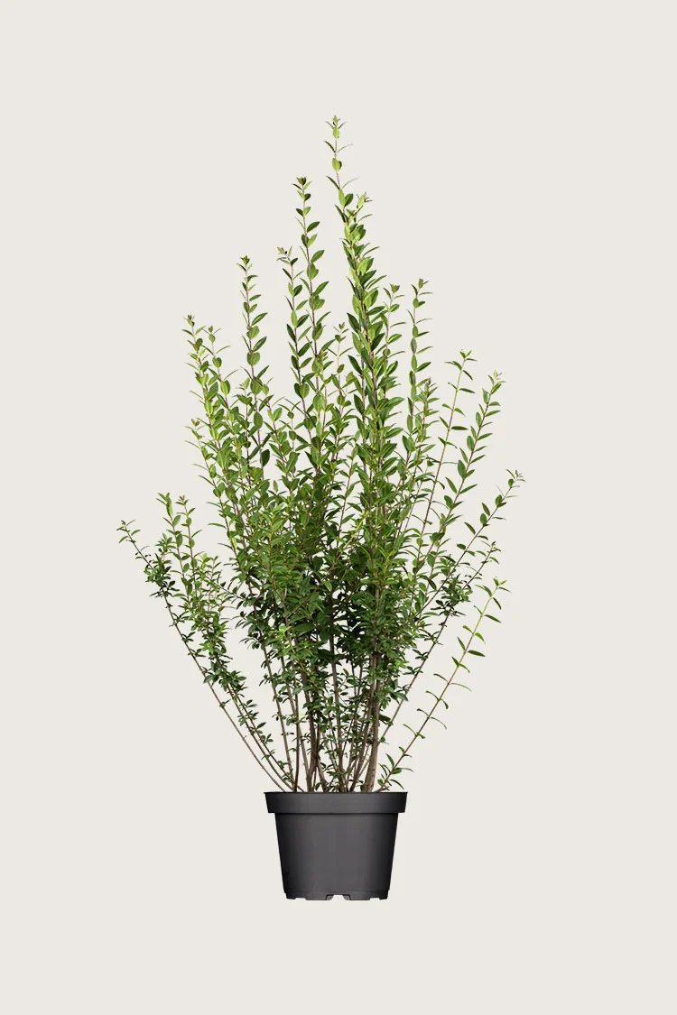 Vinterliguster | Plantinavia