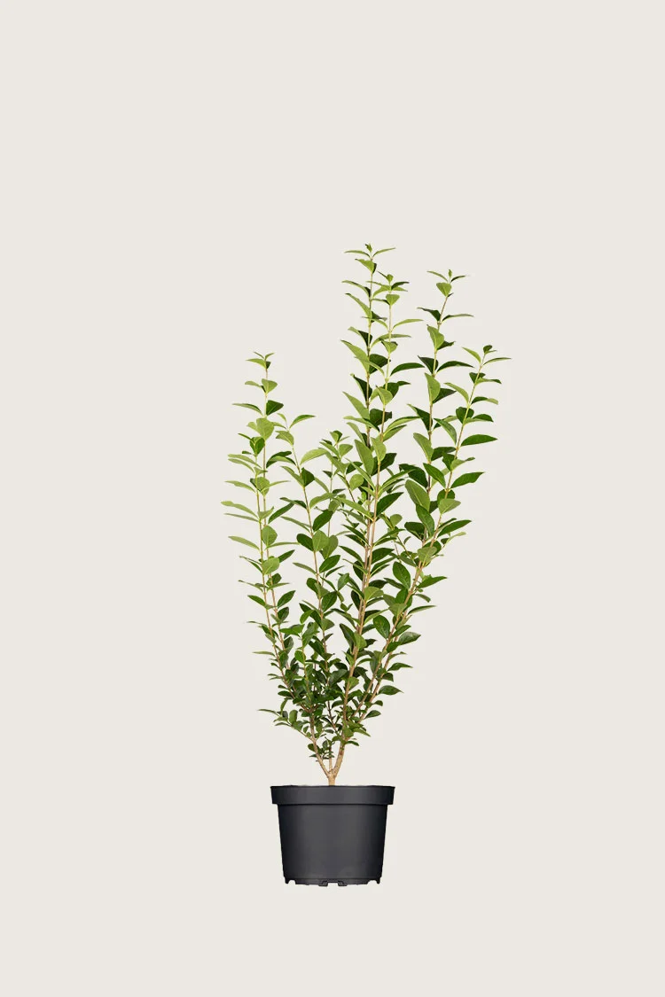 Vinterliguster | Plantinavia