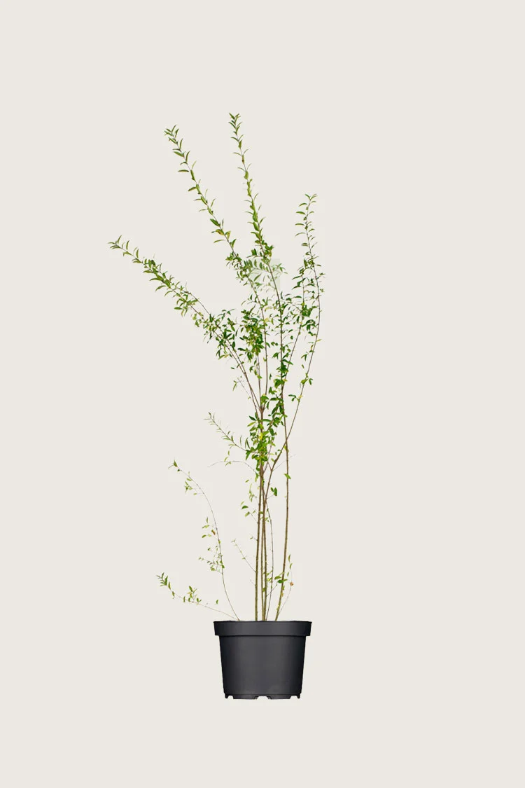 Vinterliguster | Plantinavia