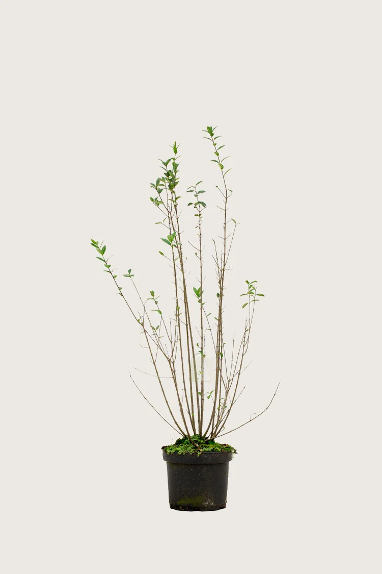 Vinterliguster | Plantinavia