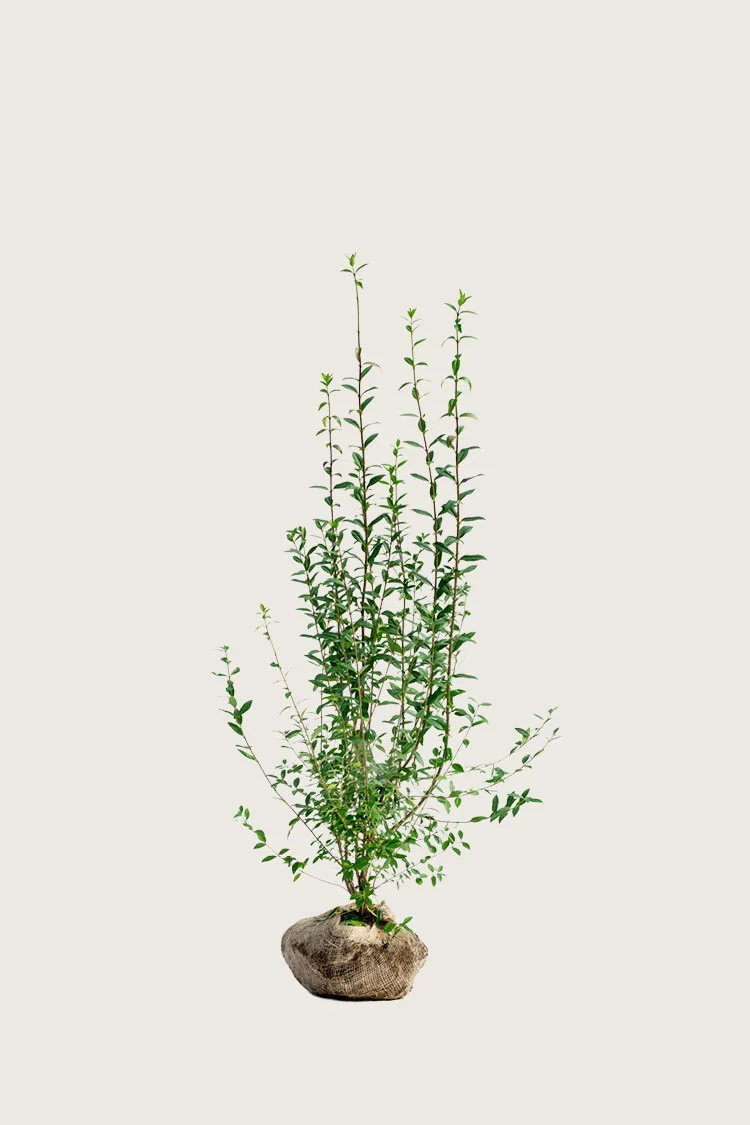 Vinterliguster | Plantinavia