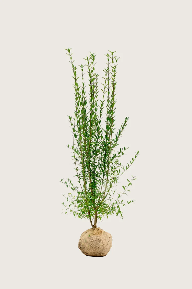 Vinterliguster | Plantinavia
