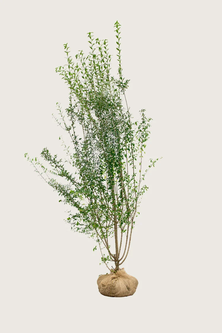 Vinterliguster | Plantinavia