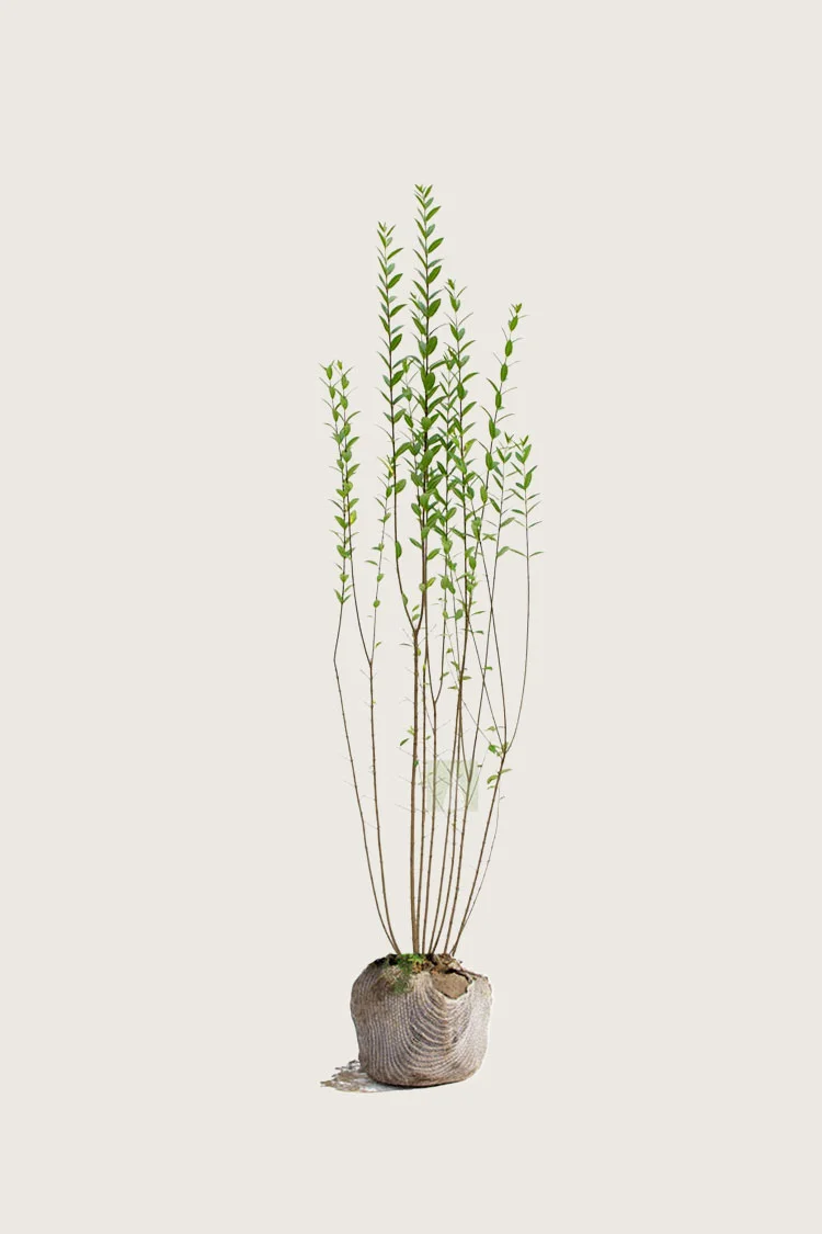 Vinterliguster | Plantinavia