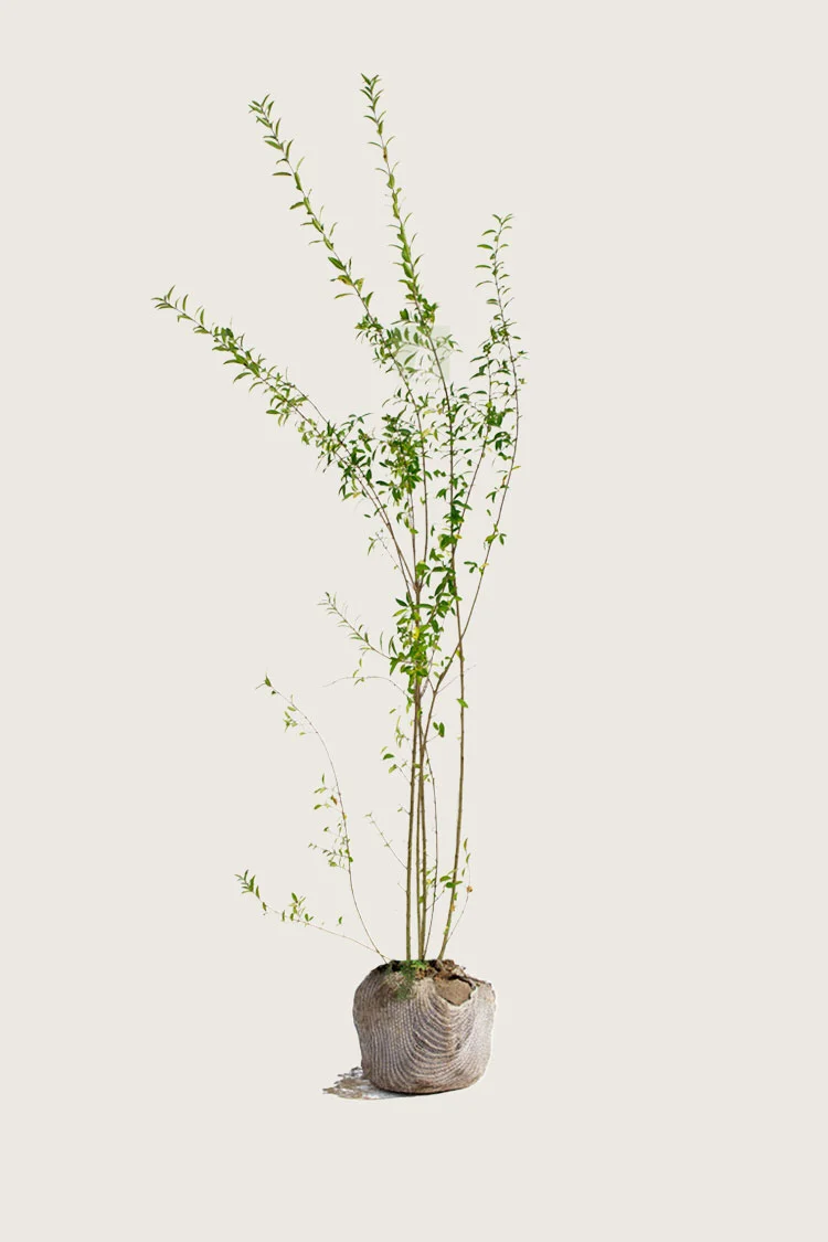 Vinterliguster | Plantinavia
