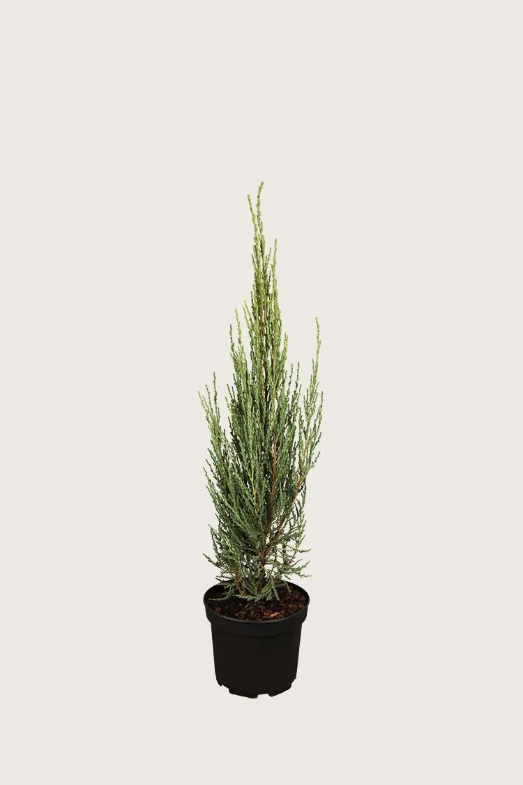 Virginiaeiner Blue Arrow 100cm Velgrenet | Plantinavia