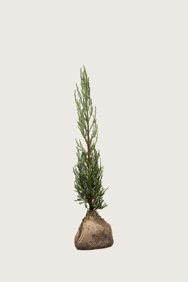 Virginiaeiner Blue Arrow 100cm Velgrenet | Plantinavia