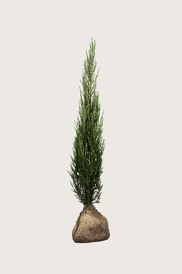 Virginiaeiner Blue Arrow 125cm Velgrenet | Plantinavia