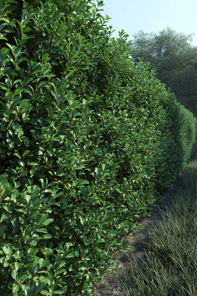 Japansk kristtorn 'Green Hedge' 80cm Outlet | Plantinavia
