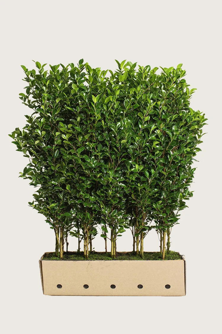 Bredbladig liguster 250cm Velgrenet | Plantinavia