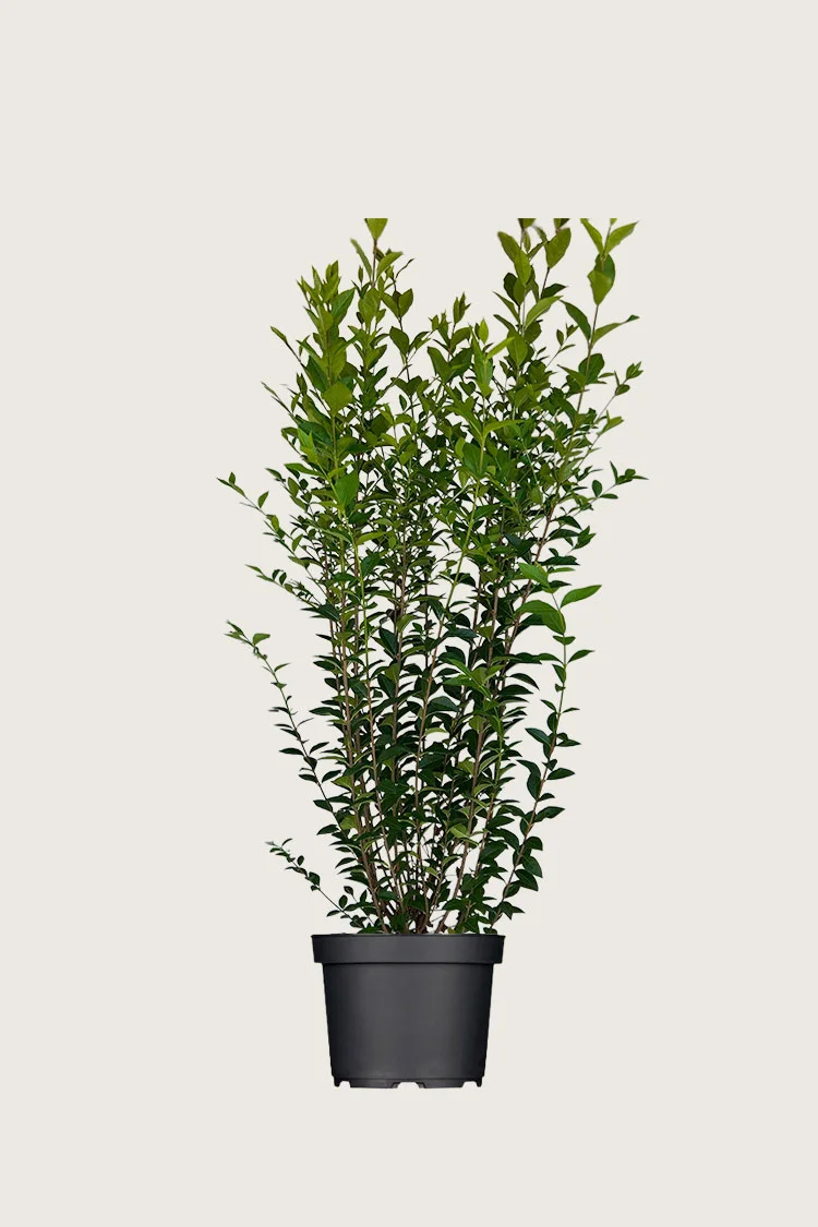 Bredbladig liguster 125cm Grenet | Plantinavia