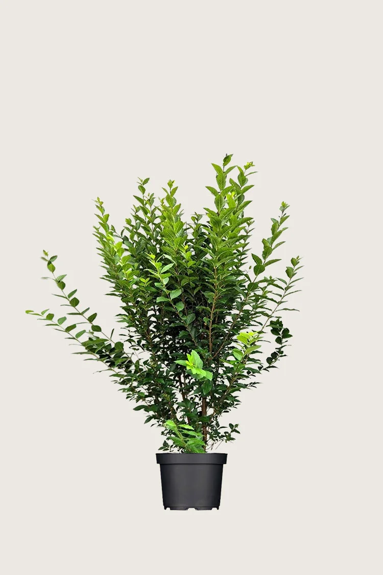 Bredbladig liguster 100cm Velgrenet | Plantinavia