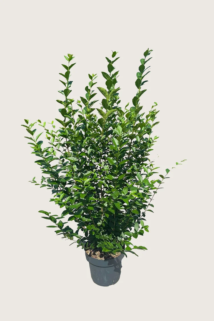 Bredbladig liguster 175cm Velgrenet | Plantinavia