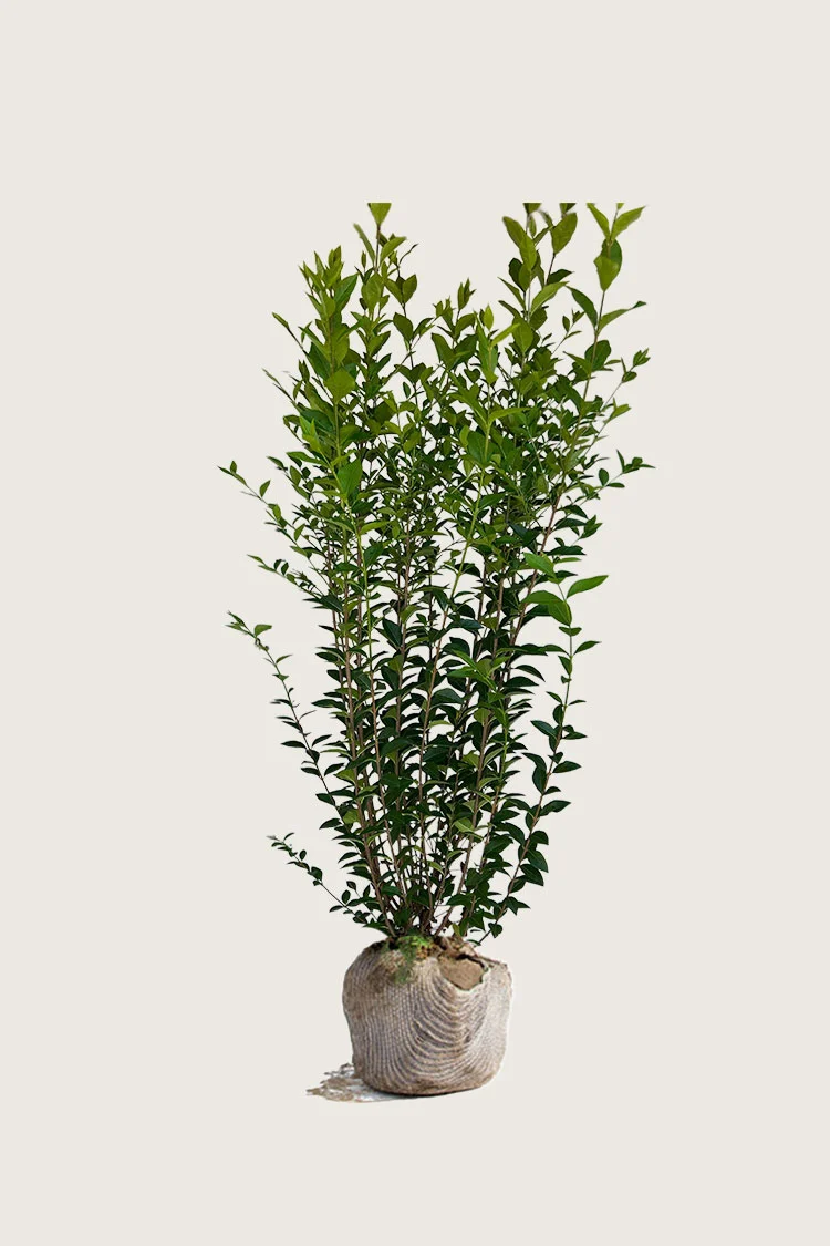 Bredbladig liguster 200cm Grenet | Plantinavia