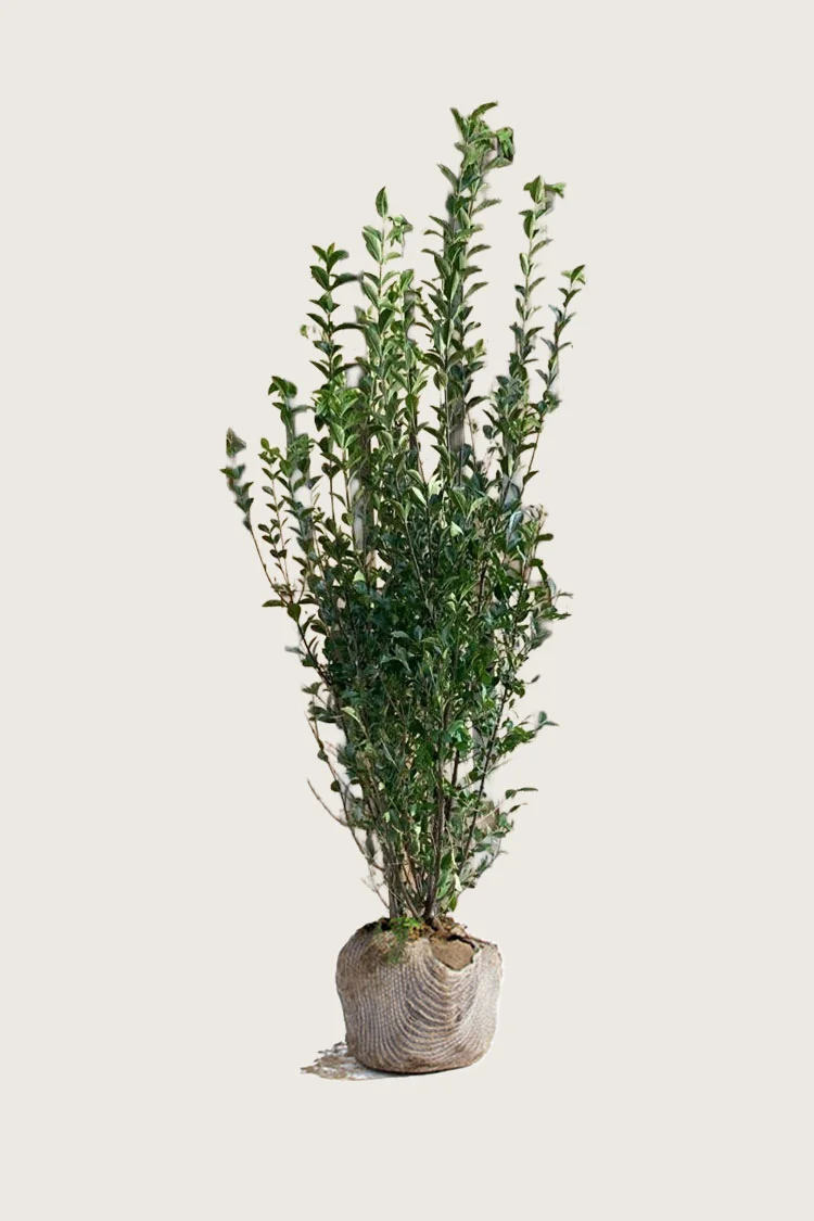 Bredbladig liguster 225cm Grenet | Plantinavia