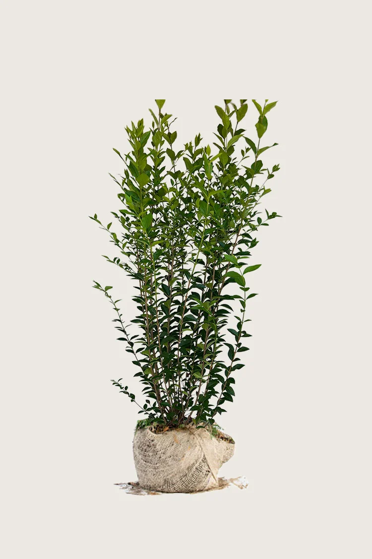 Bredbladig liguster 150cm Velgrenet | Plantinavia