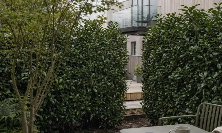 Hvorfor delte siktlinjer skaper konstant spenning