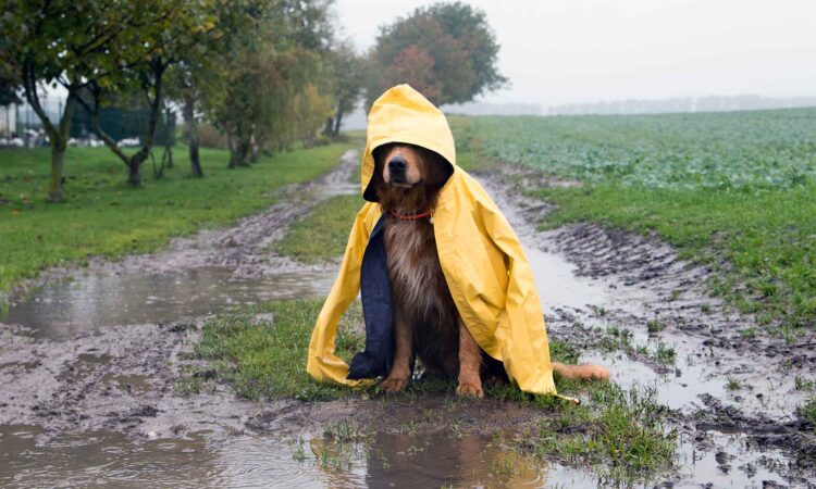PLANTE HEKK PÅ HØSTEN? JA VISST