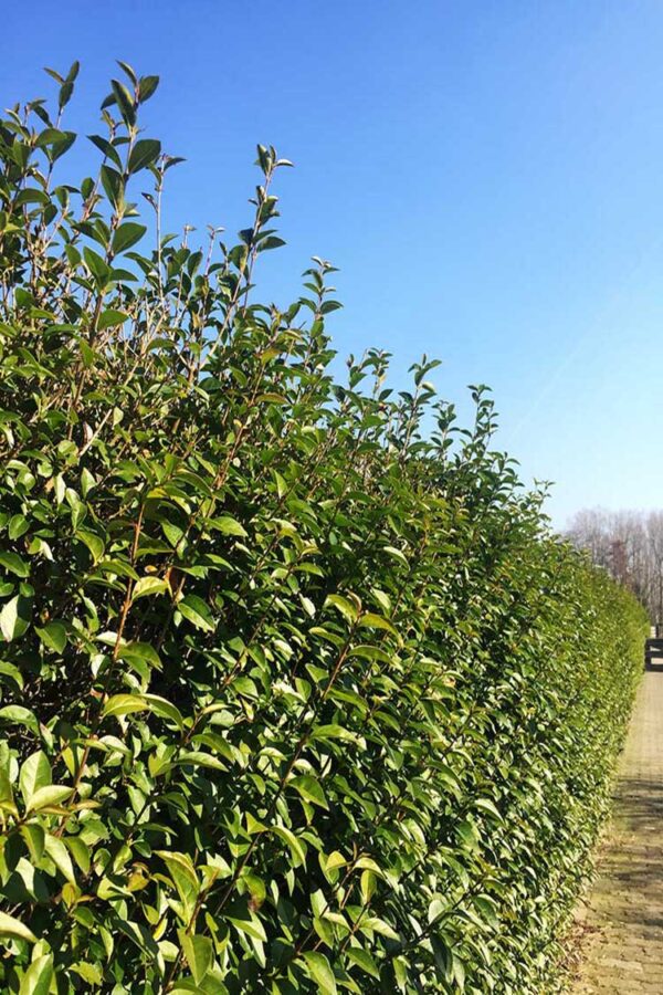 Vintergrön Liguster