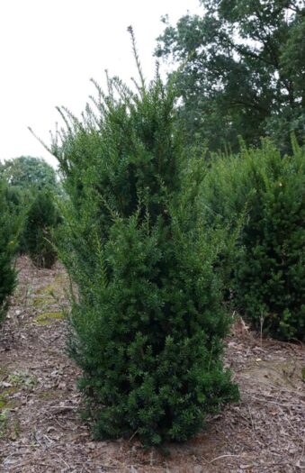 Taxus Hybrididegran 'Hillii' 100cm