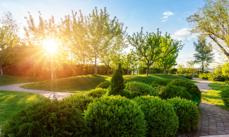 Generic green fresh round spheric boxwood bushes wall with warm summer sunset light on background at ornamental english garden at yard. Early autumn green natural landscape park background